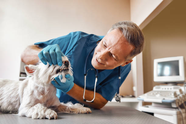 Best Same-Day Emergency Dental Services in Easton, PA